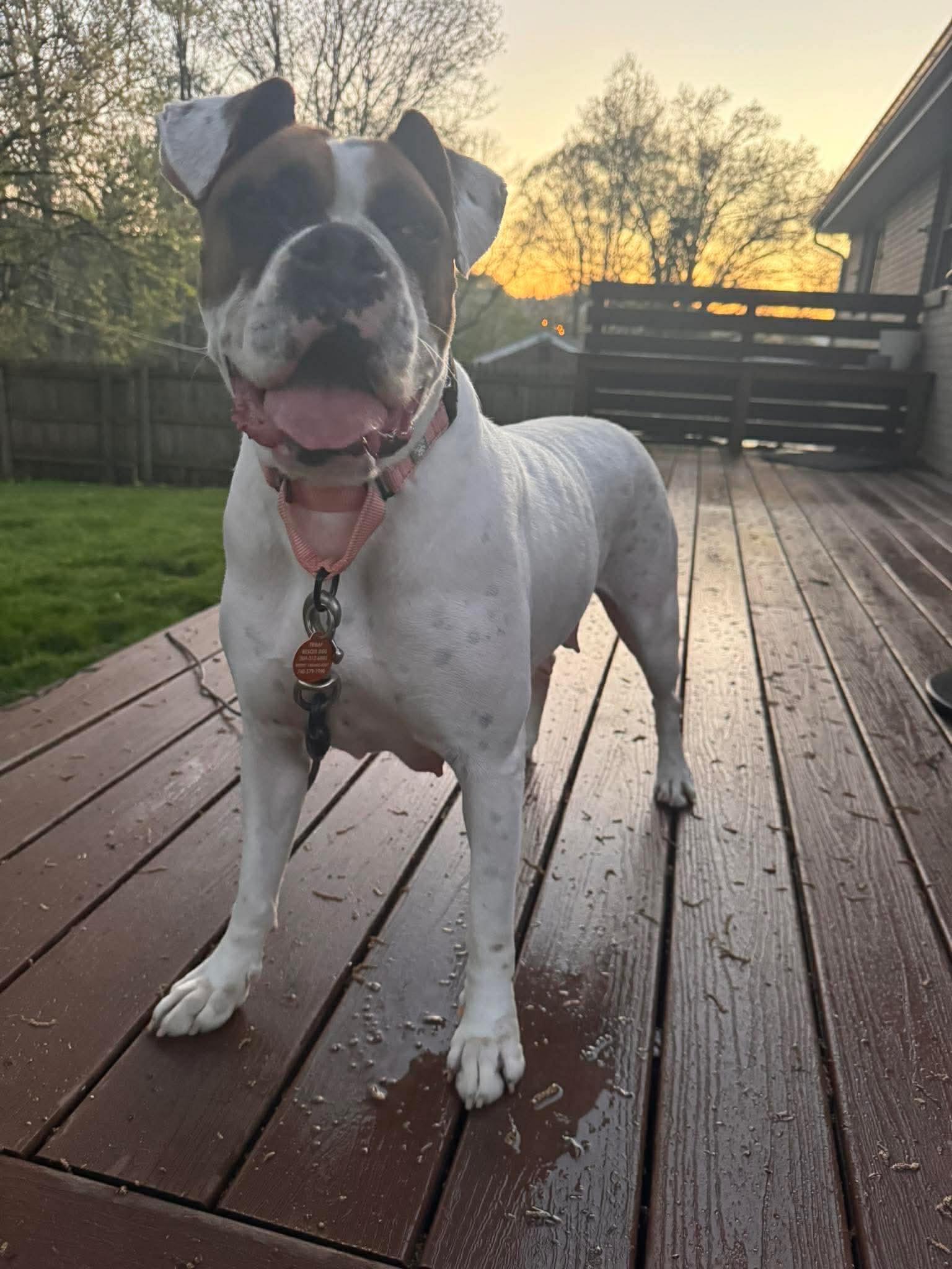 Enlarge Haven, a ADOPTABLE Boxer in St. Clairsville, OH image 5/6