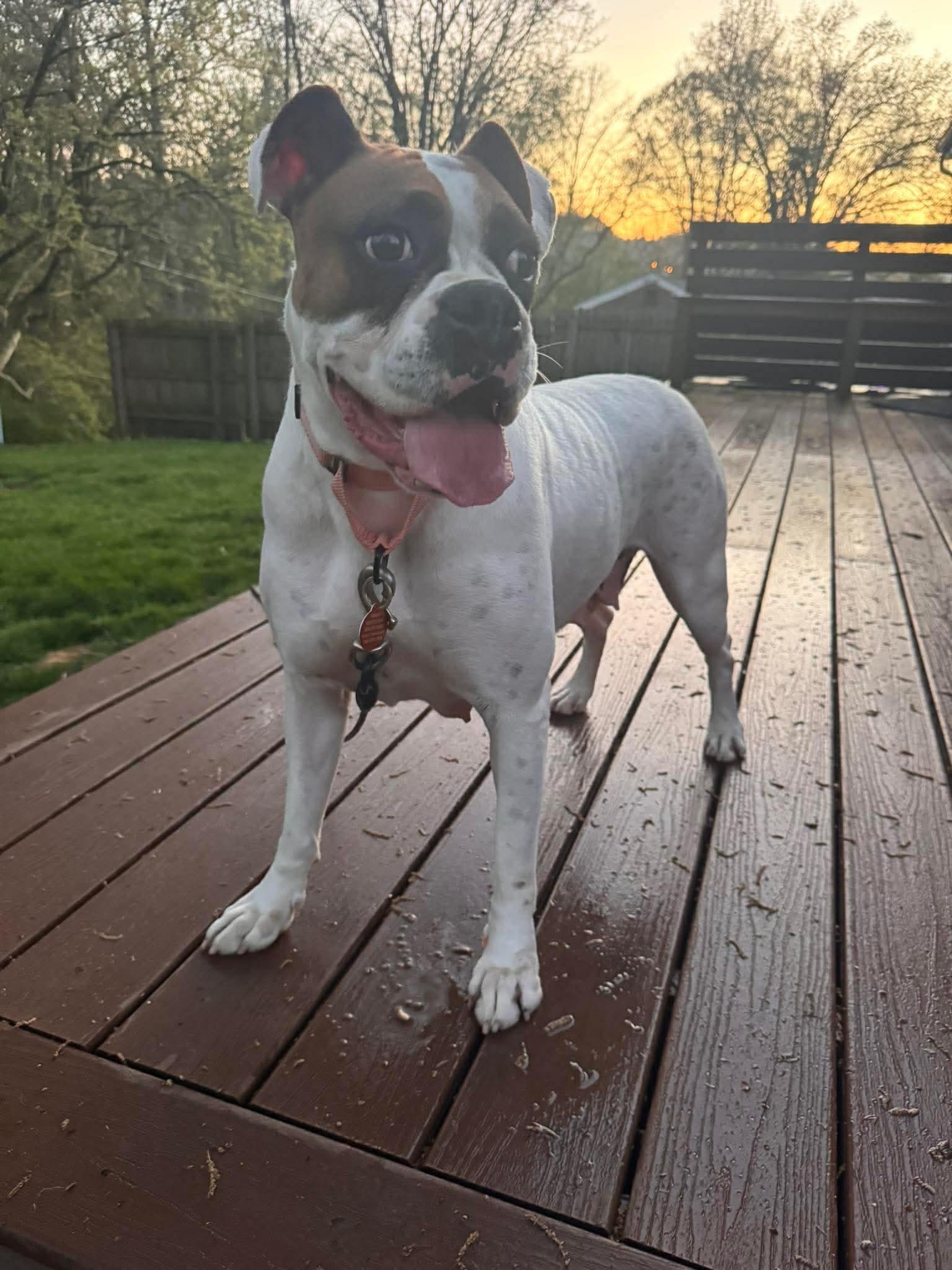 Enlarge Haven, a ADOPTABLE Boxer in St. Clairsville, OH image 2/6