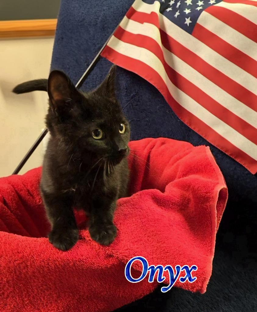 Onyx, Adoptable, Kitten Male Domestic Short Hair.