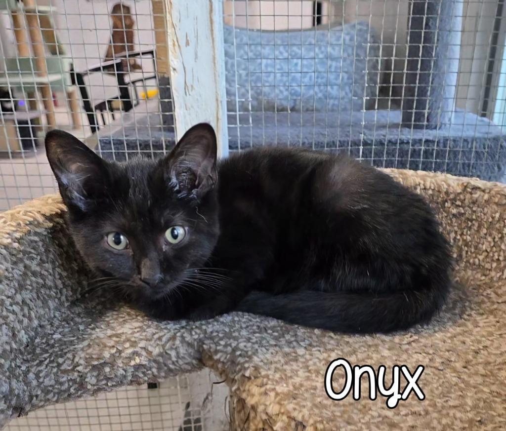 Enlarge Onyx, a Adoptable mixed breed in Port Clinton, OH image 2/2
