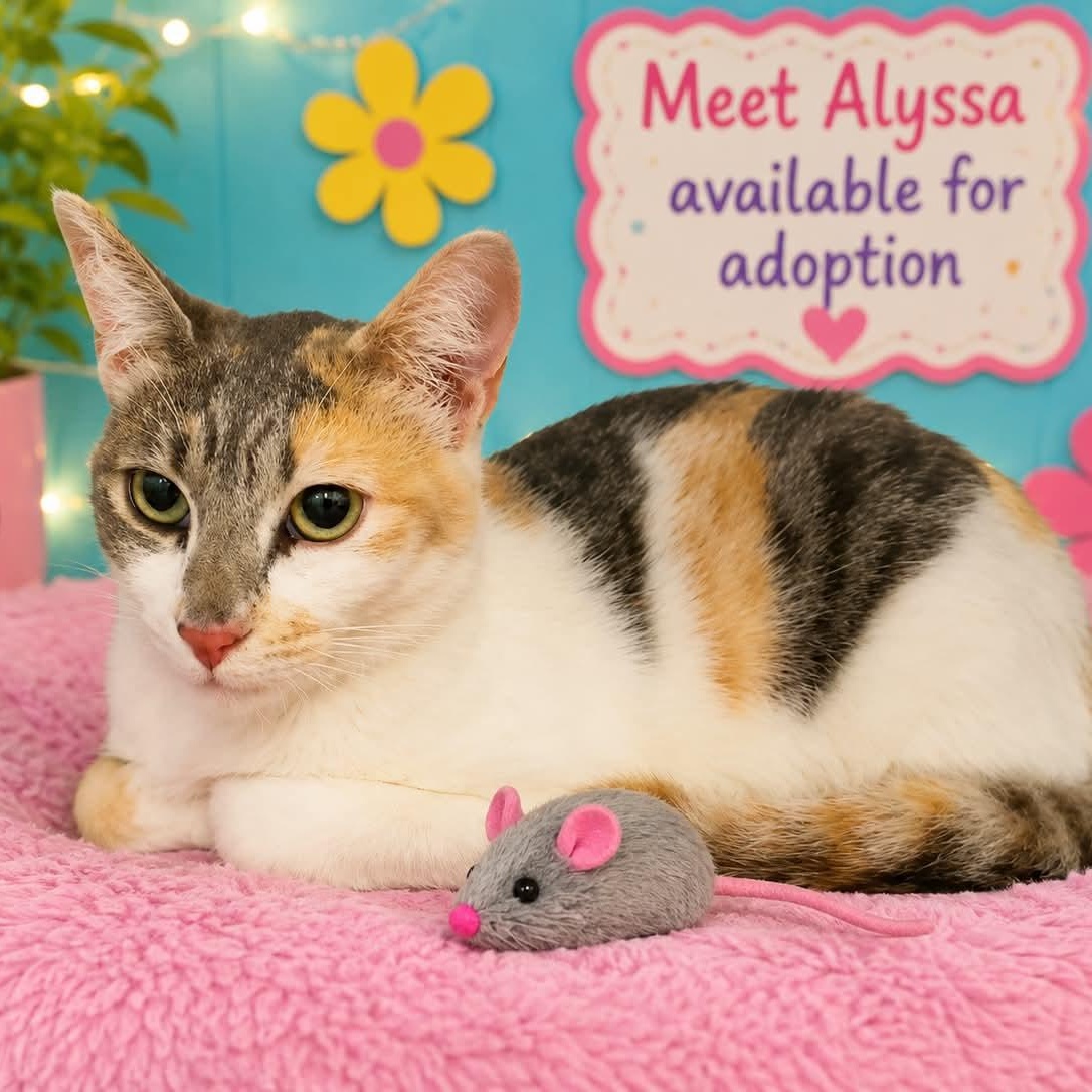 Enlarge Alyssa, a Adoptable mixed breed in Antioch, CA image 6/6