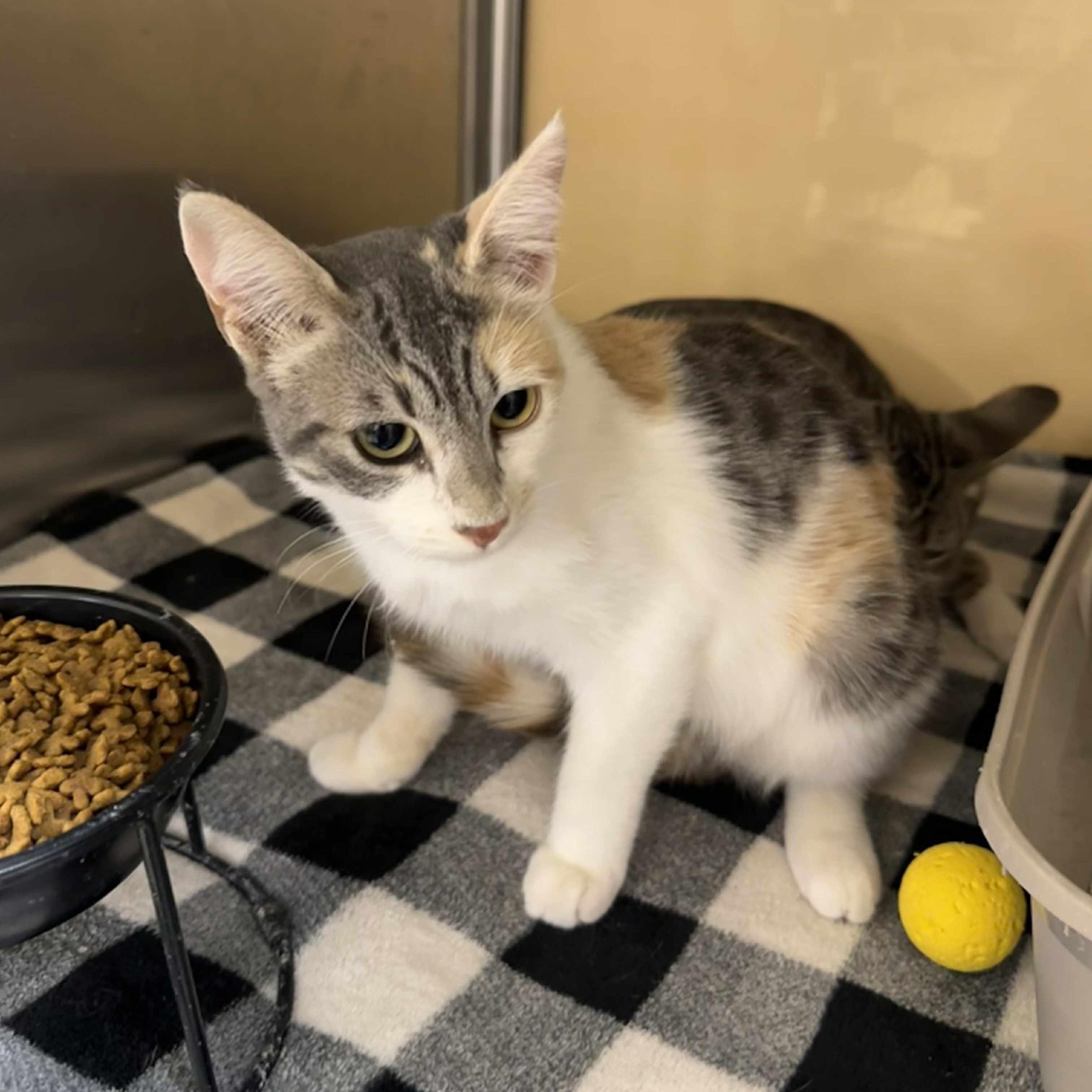 Enlarge Alyssa, a Adoptable mixed breed in Antioch, CA image 5/6