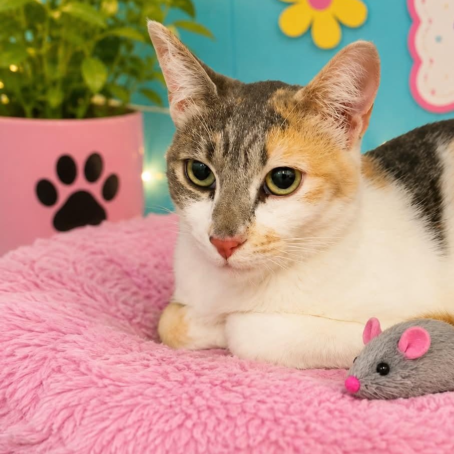 Alyssa, Adoptable, Young Female Dilute Calico & Domestic Short Hair.