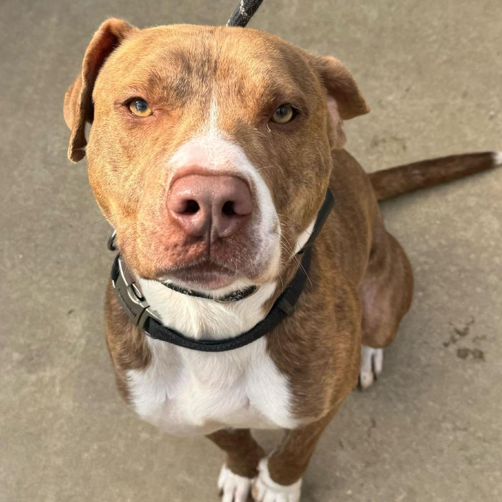 Kratos 8699 — thumbnail 2