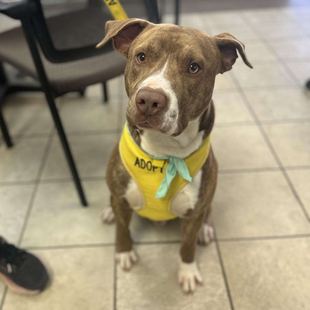 Kratos 8699 — thumbnail 3