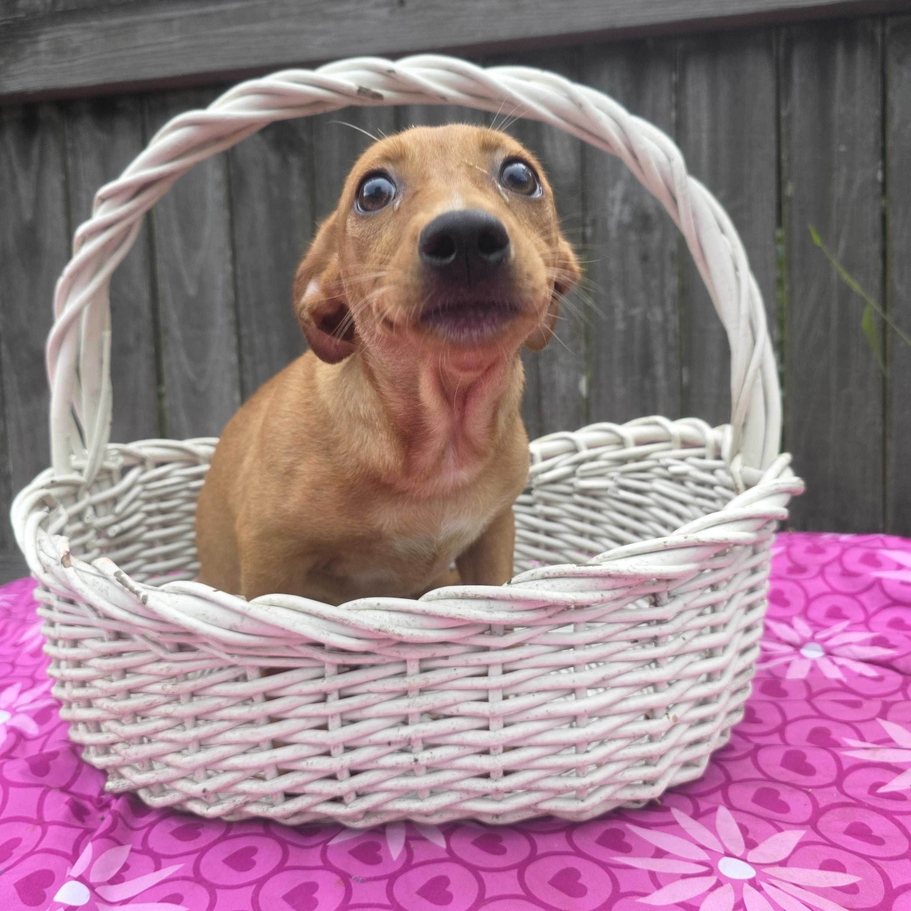 Enlarge Reese, a Adopted mixed breed in Boca Raton, FL image 3/3