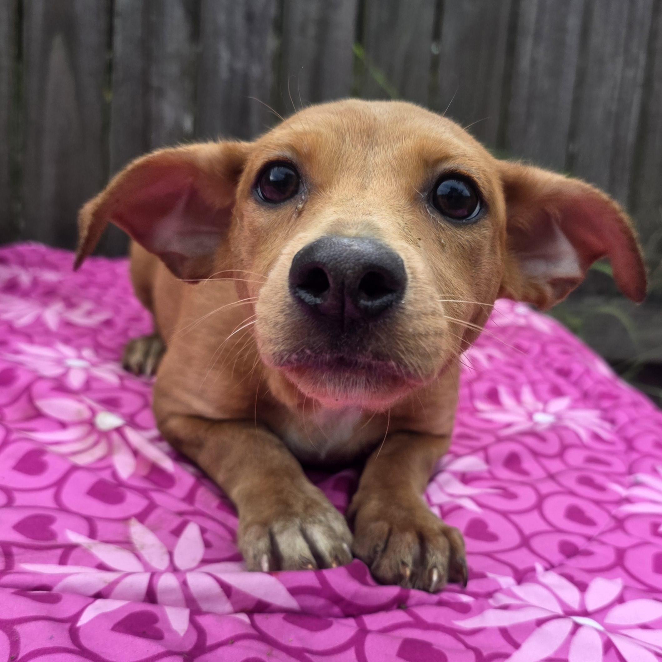 Reese, Adopted, Puppy Female Golden Retriever & Dachshund.