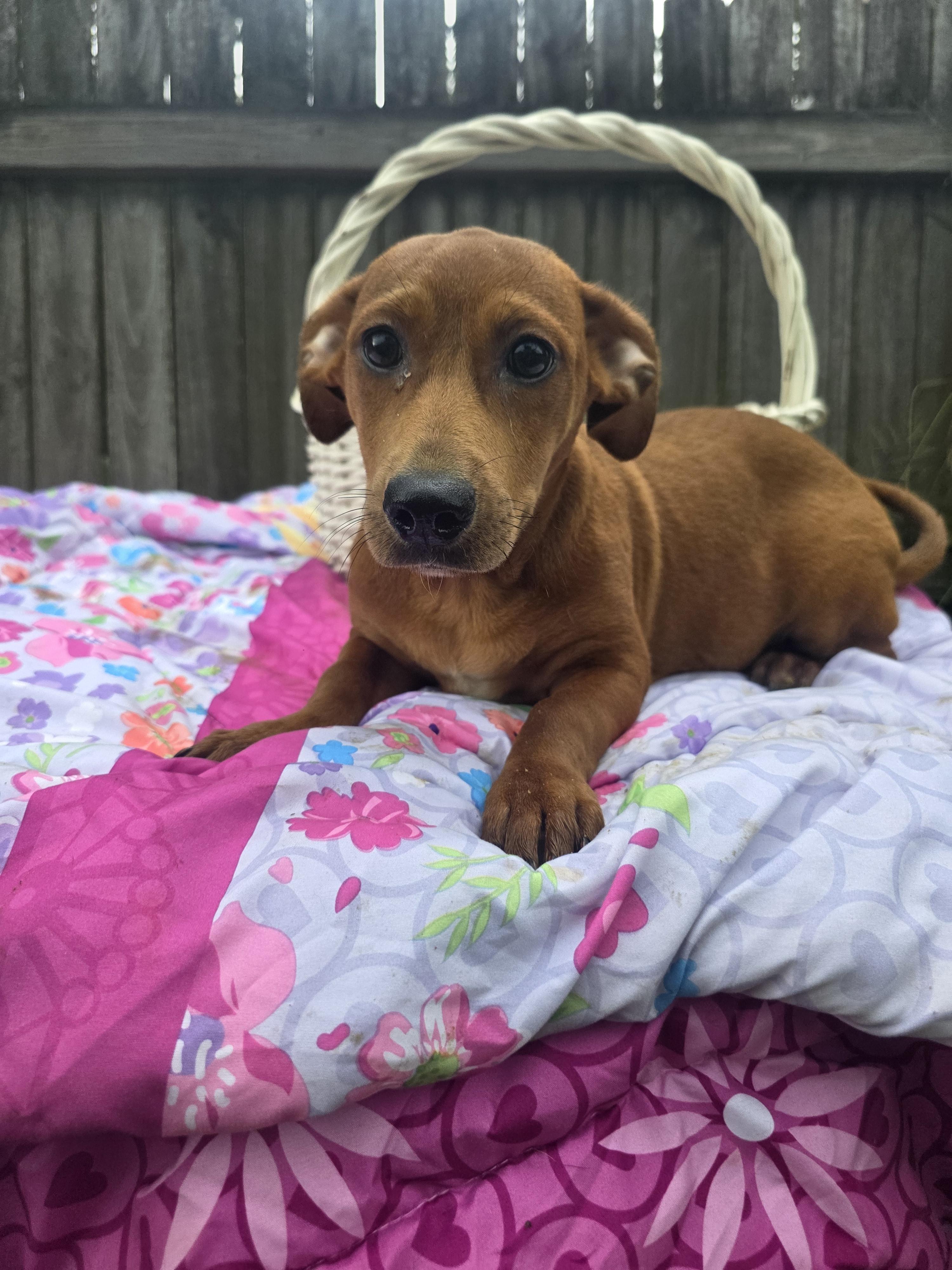 Enlarge Reese, a Adopted mixed breed in Boca Raton, FL image 2/3