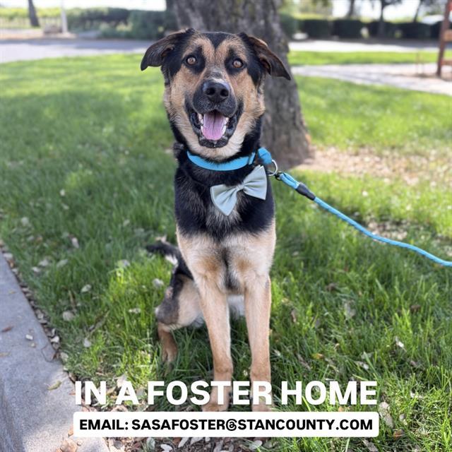 Enlarge RUBEN, a Adoptable mixed breed in Modesto, CA image 1/1