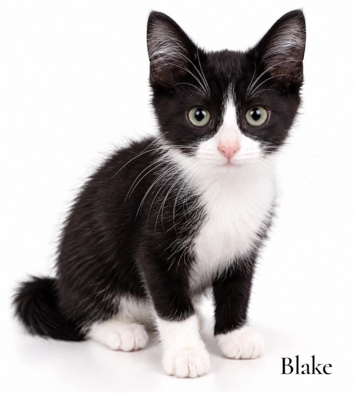 Enlarge Blake, a Adoptable Domestic Short Hair in Stevensville, MI image 1/1