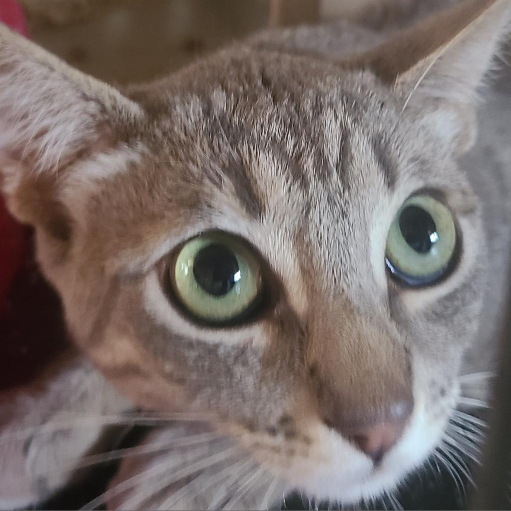 Enlarge Proudpaw, a Adoptable Domestic Short Hair in Hemet, CA image 1/1