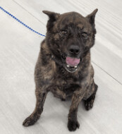 Dakota, Young Male unknown