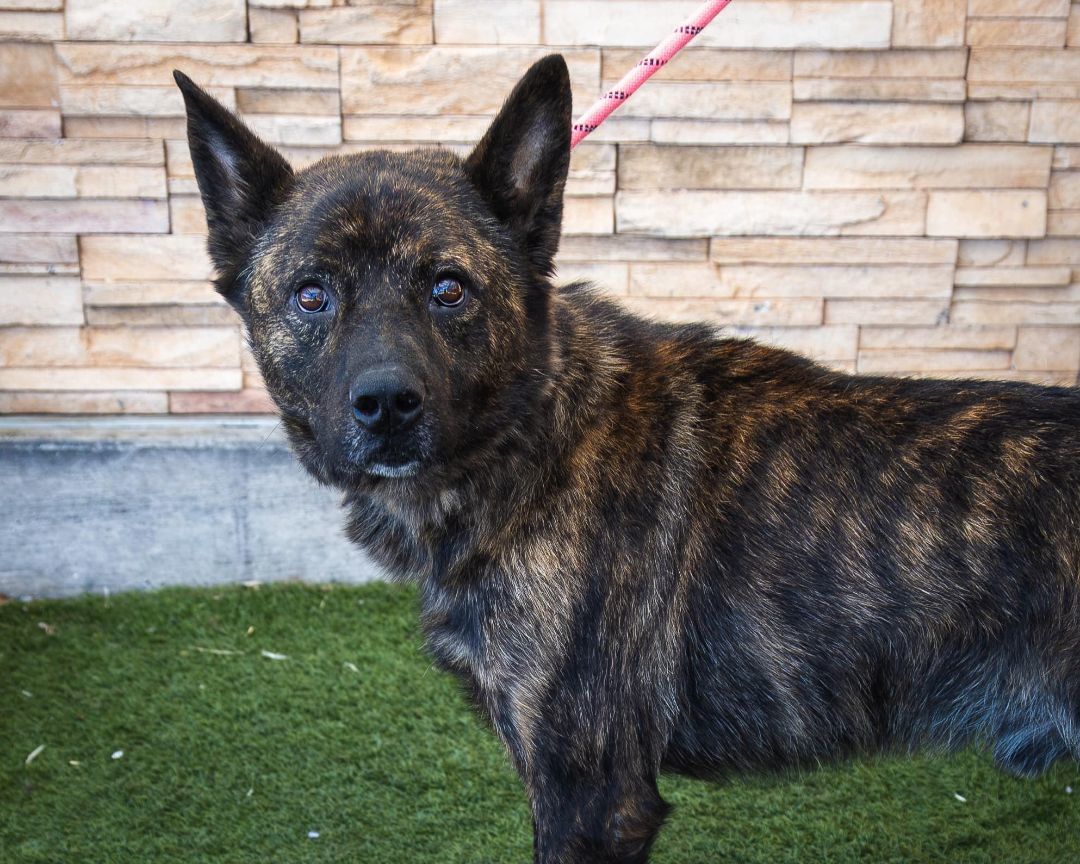 Enlarge Dakota, a Adoptable mixed breed in Las Vegas, NV image 2/3
