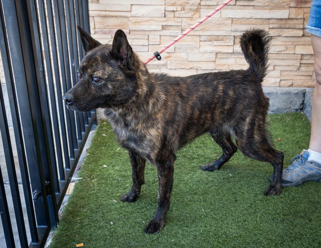 Enlarge Dakota, a Adoptable mixed breed in Las Vegas, NV image 3/3