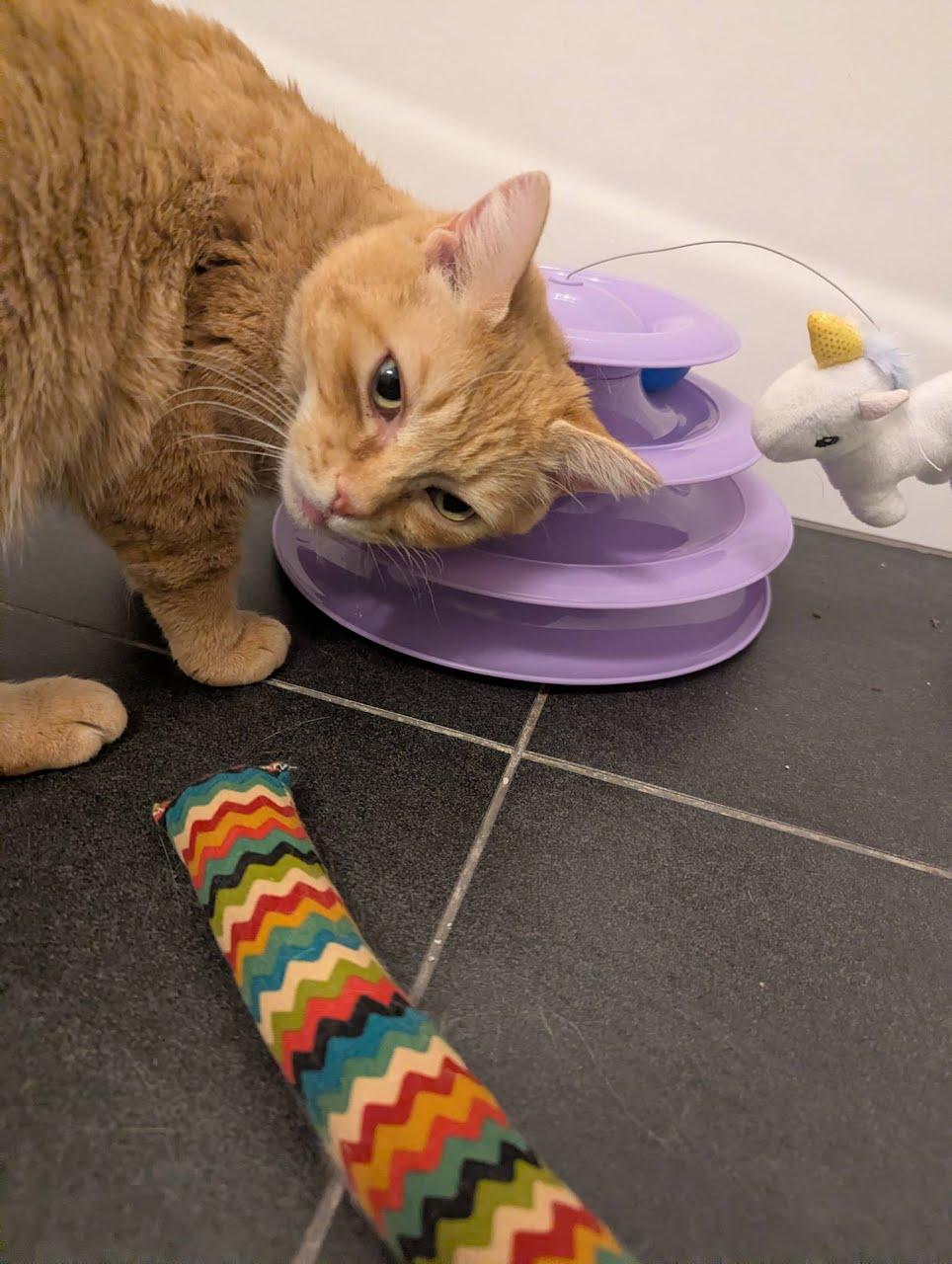 Enlarge Joy, a ADOPTABLE Domestic Short Hair in West Richland, WA image 3/6