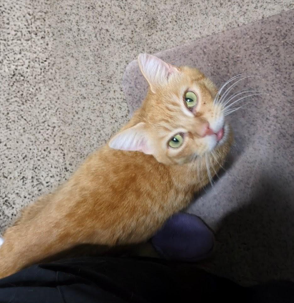 Enlarge Joy, a ADOPTABLE Domestic Short Hair in West Richland, WA image 4/5