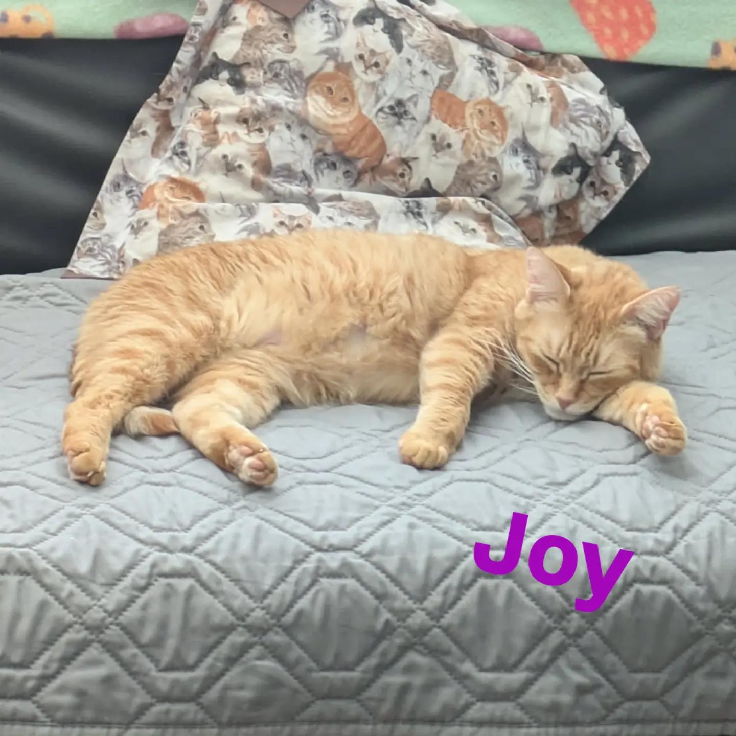 Joy, a ADOPTABLE Domestic Short Hair in West Richland, WA image 4/6