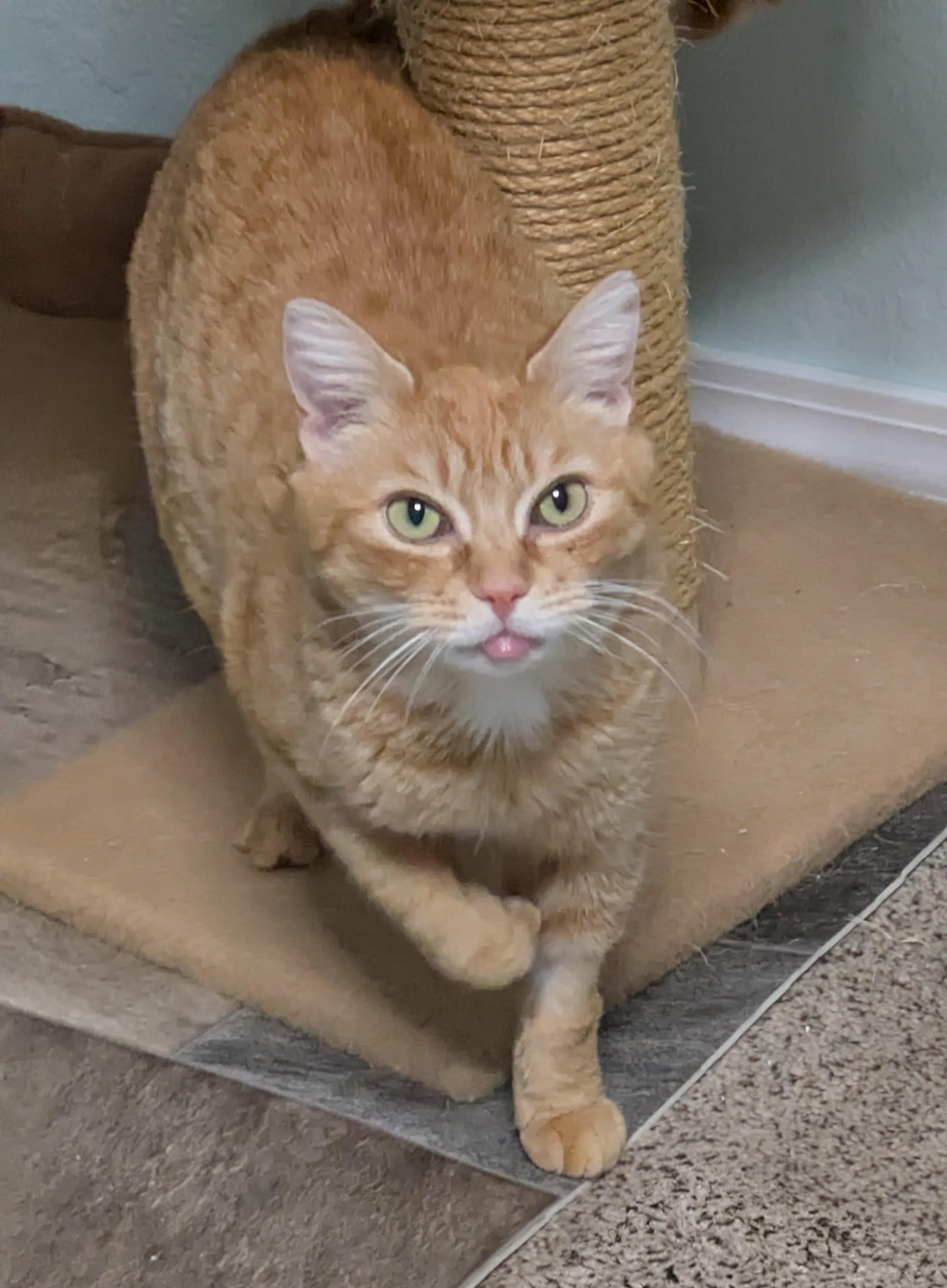 Joy, ADOPTABLE, Adult Female Domestic Short Hair.