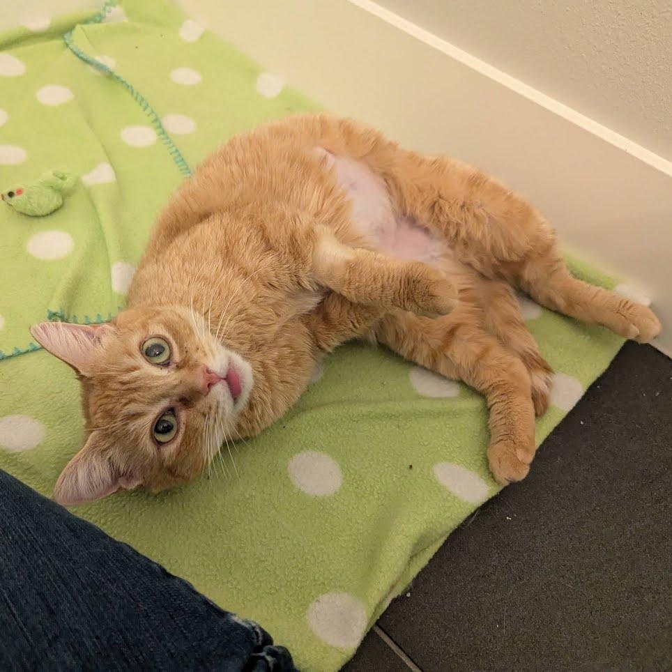 Enlarge Joy, a ADOPTABLE Domestic Short Hair in West Richland, WA image 1/6