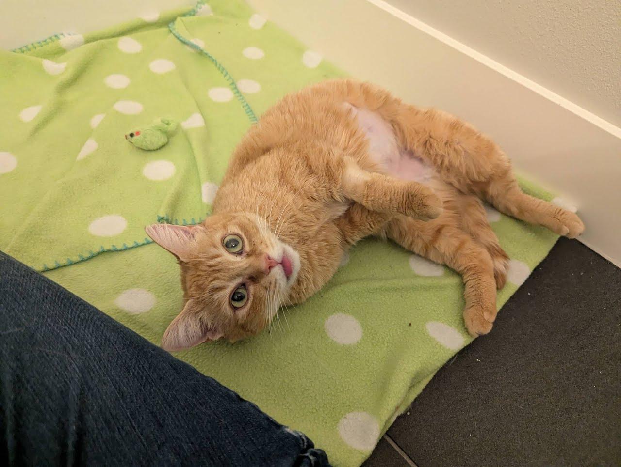 Enlarge Joy, a ADOPTABLE Domestic Short Hair in West Richland, WA image 6/6