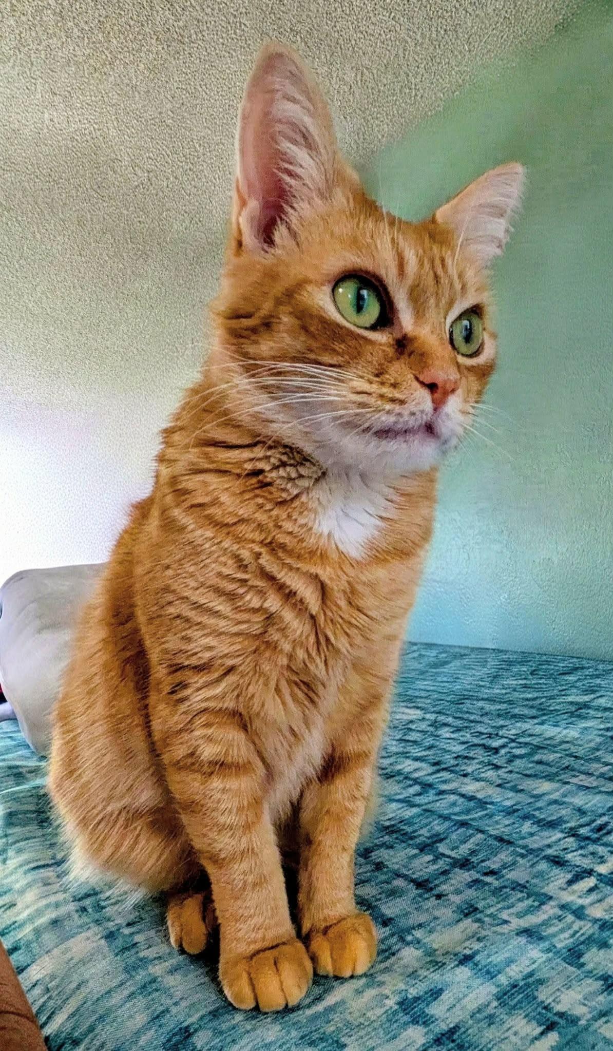 Joy, ADOPTABLE, Adult Female Domestic Short Hair.