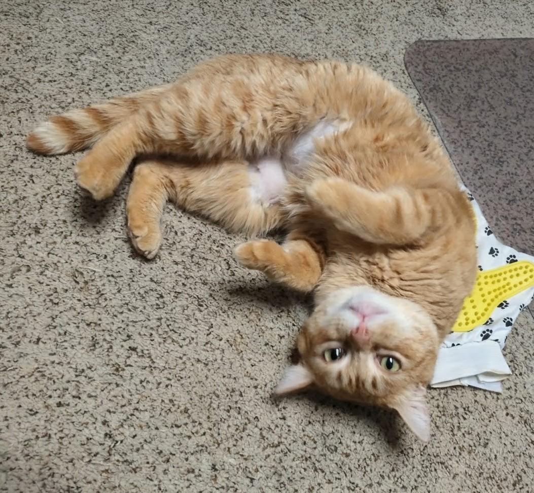 Joy, ADOPTABLE, Adult Female Domestic Short Hair.