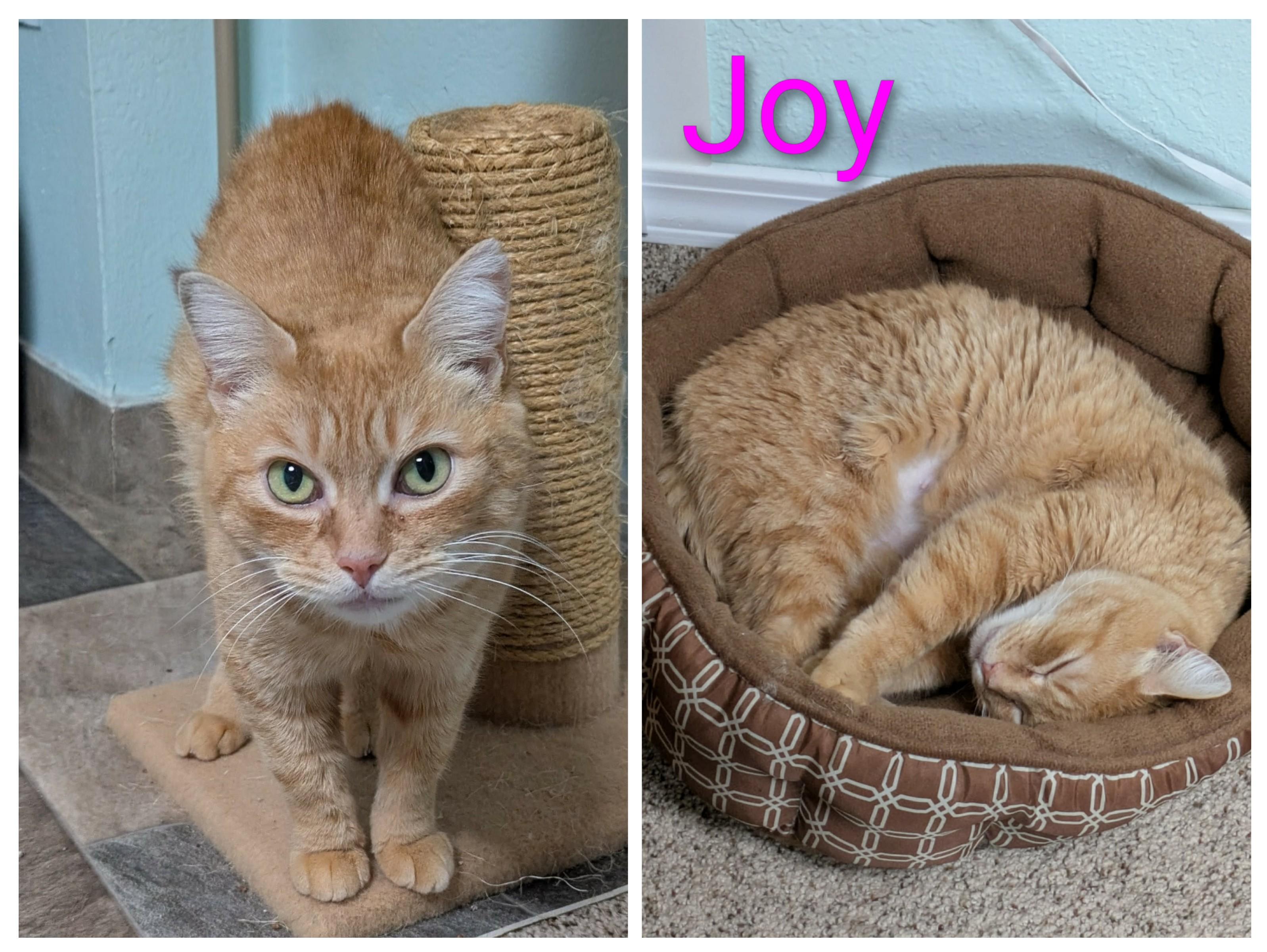 Enlarge Joy, a ADOPTABLE Domestic Short Hair in West Richland, WA image 2/5