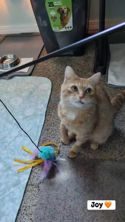 Enlarge Joy, a ADOPTABLE Domestic Short Hair in West Richland, WA video 5/5
