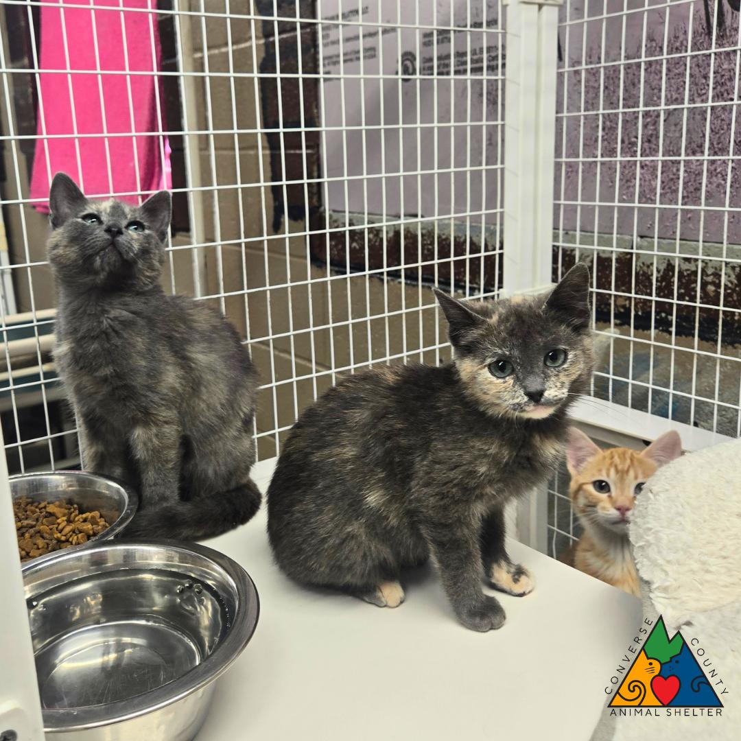 Palkia, an adopted Domestic Short Hair in Douglas, WY image 2/4