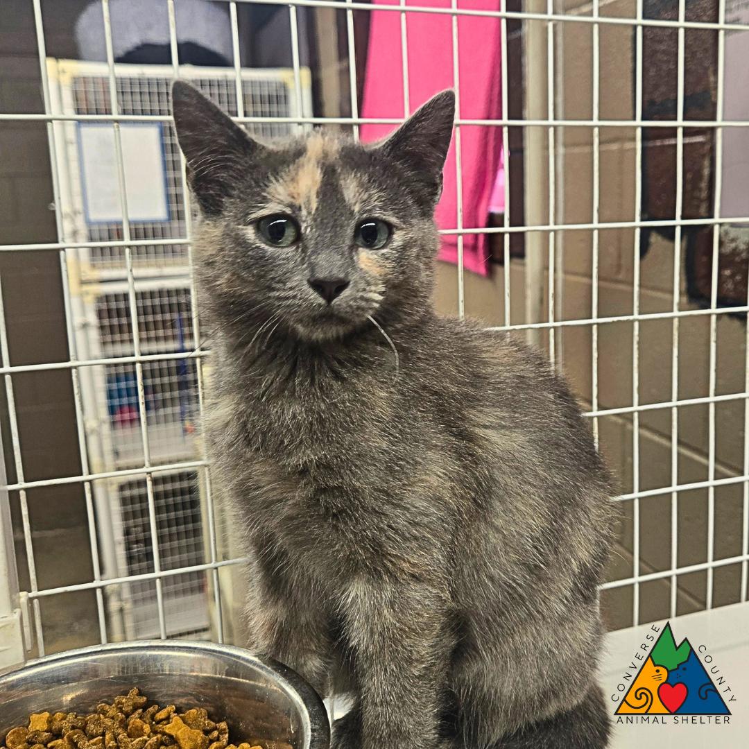 Palkia, an adopted Domestic Short Hair in Douglas, WY image 3/4