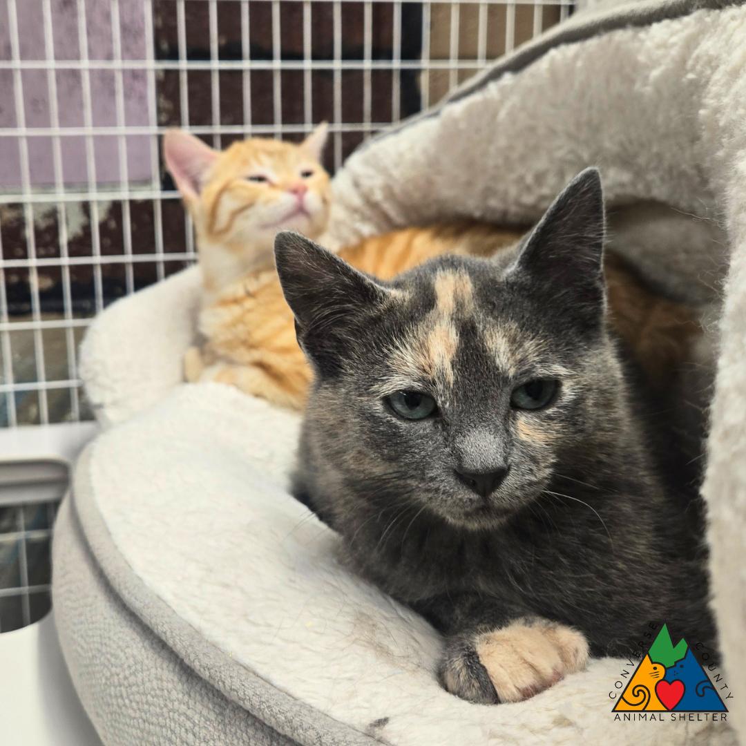 Palkia, an adopted Domestic Short Hair in Douglas, WY image 4/4