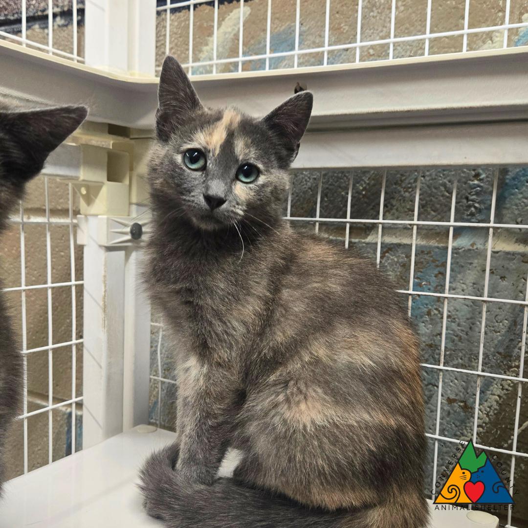 Palkia, adopted, Kitten Female Domestic Short Hair.