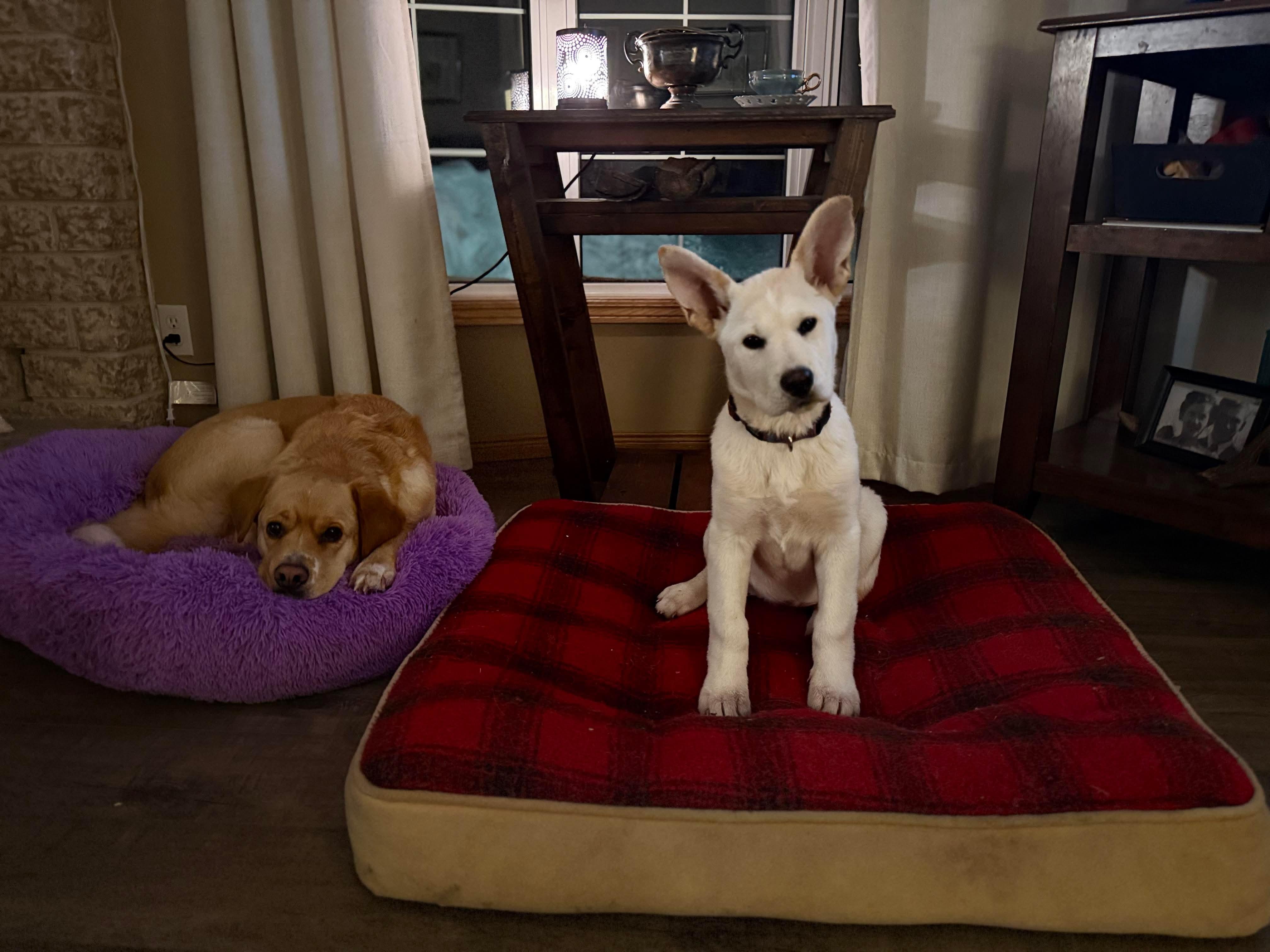 Enlarge Snowflake , an adopted mixed breed in Winnipeg, MB image 1/1