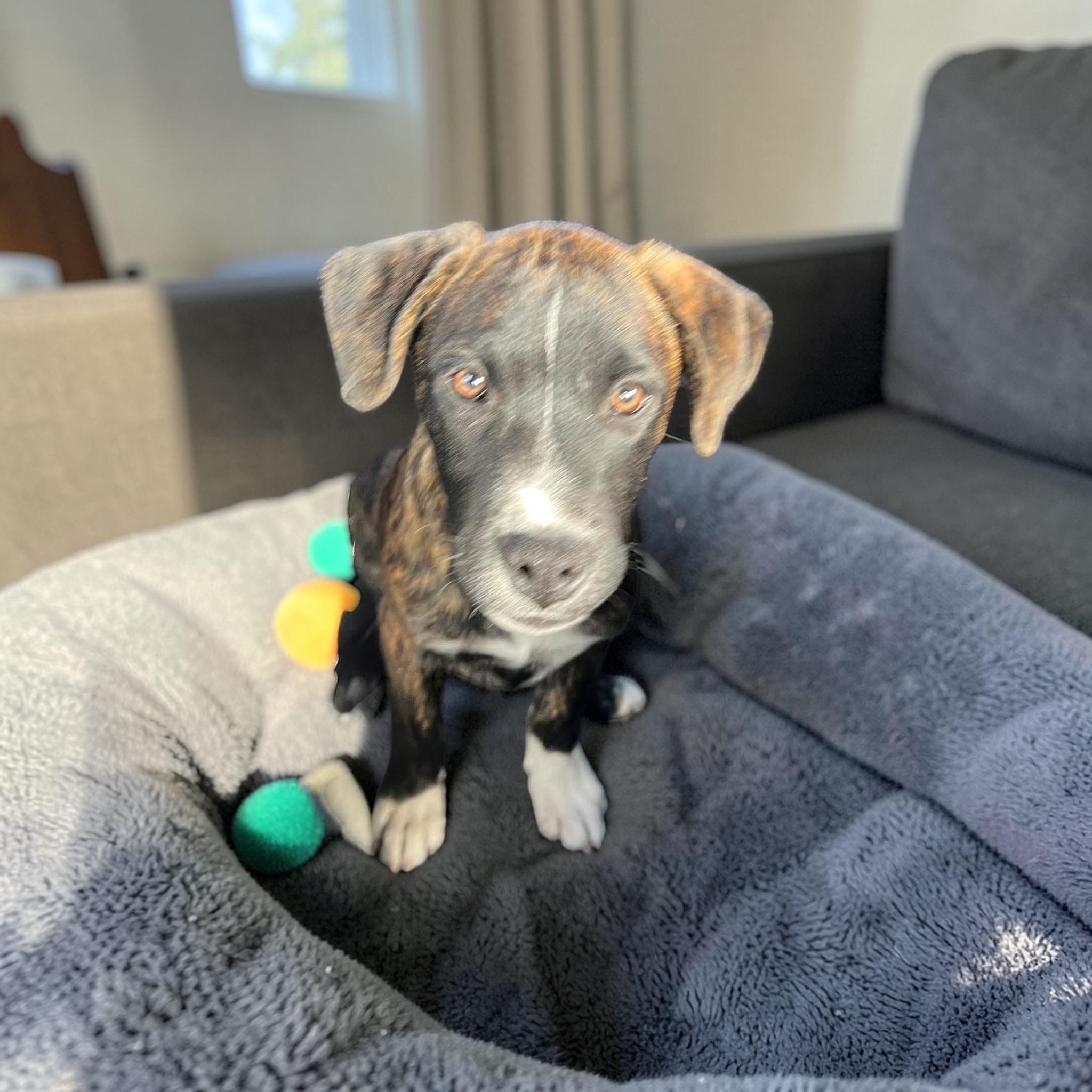Enlarge Boots , a Adoptable mixed breed in Pittsburgh, PA image 4/5