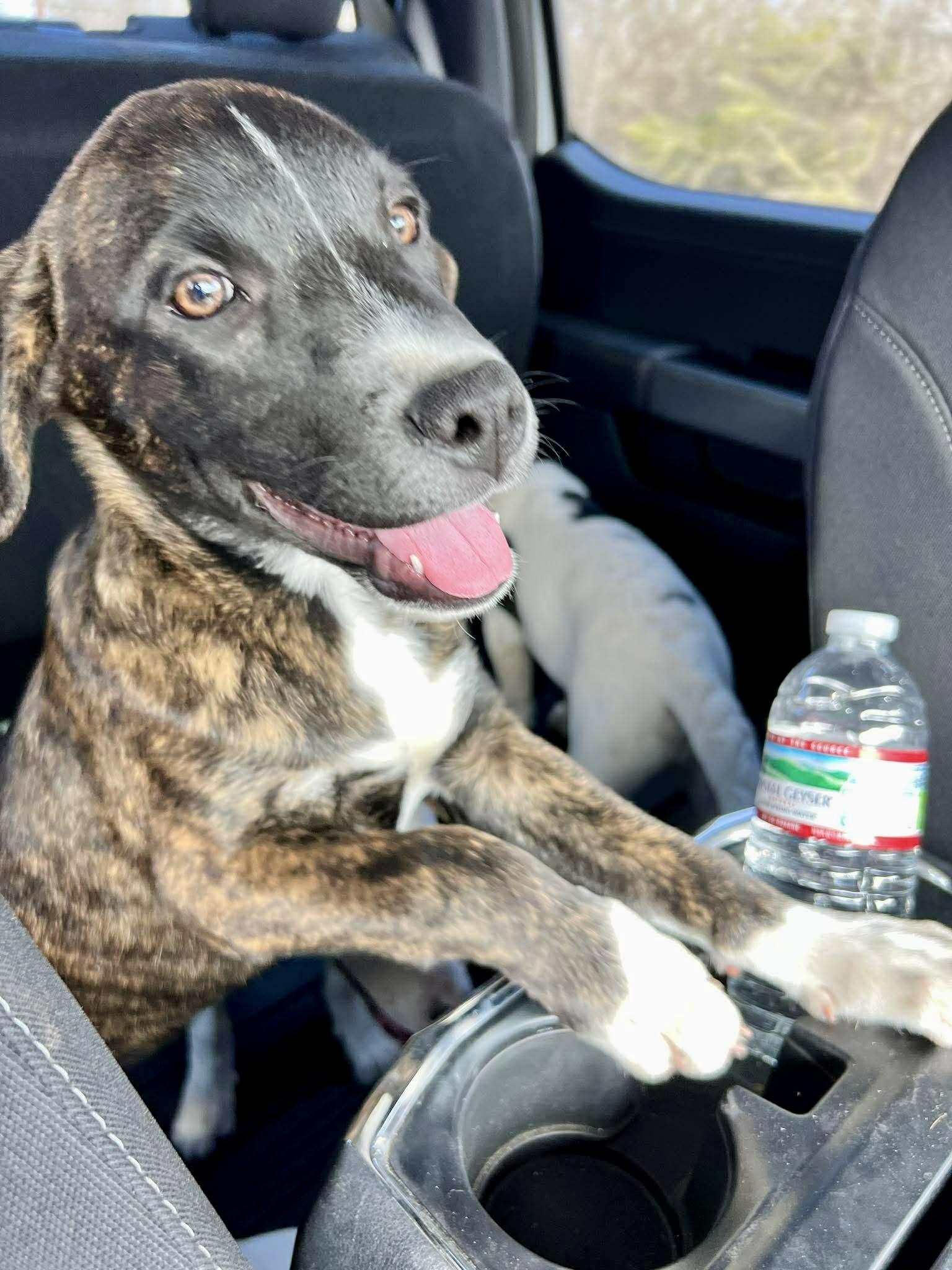 Enlarge Boots , a Adoptable mixed breed in Pittsburgh, PA image 2/5