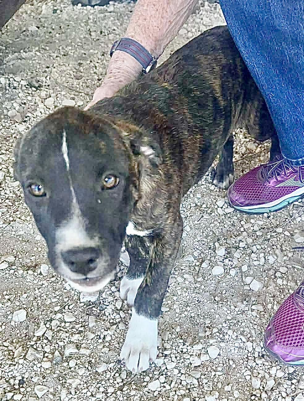 Enlarge Boots , a Adoptable mixed breed in Pittsburgh, PA image 5/5