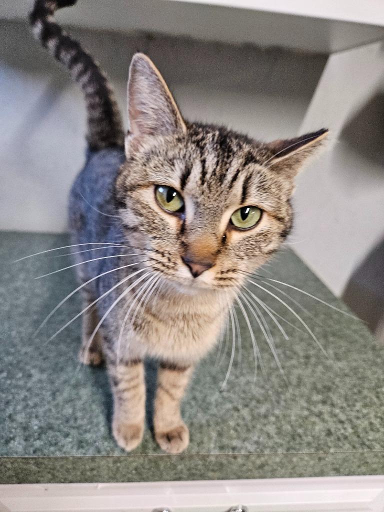 Enlarge Venus, a Adoptable mixed breed in Manchester, TN image 2/2