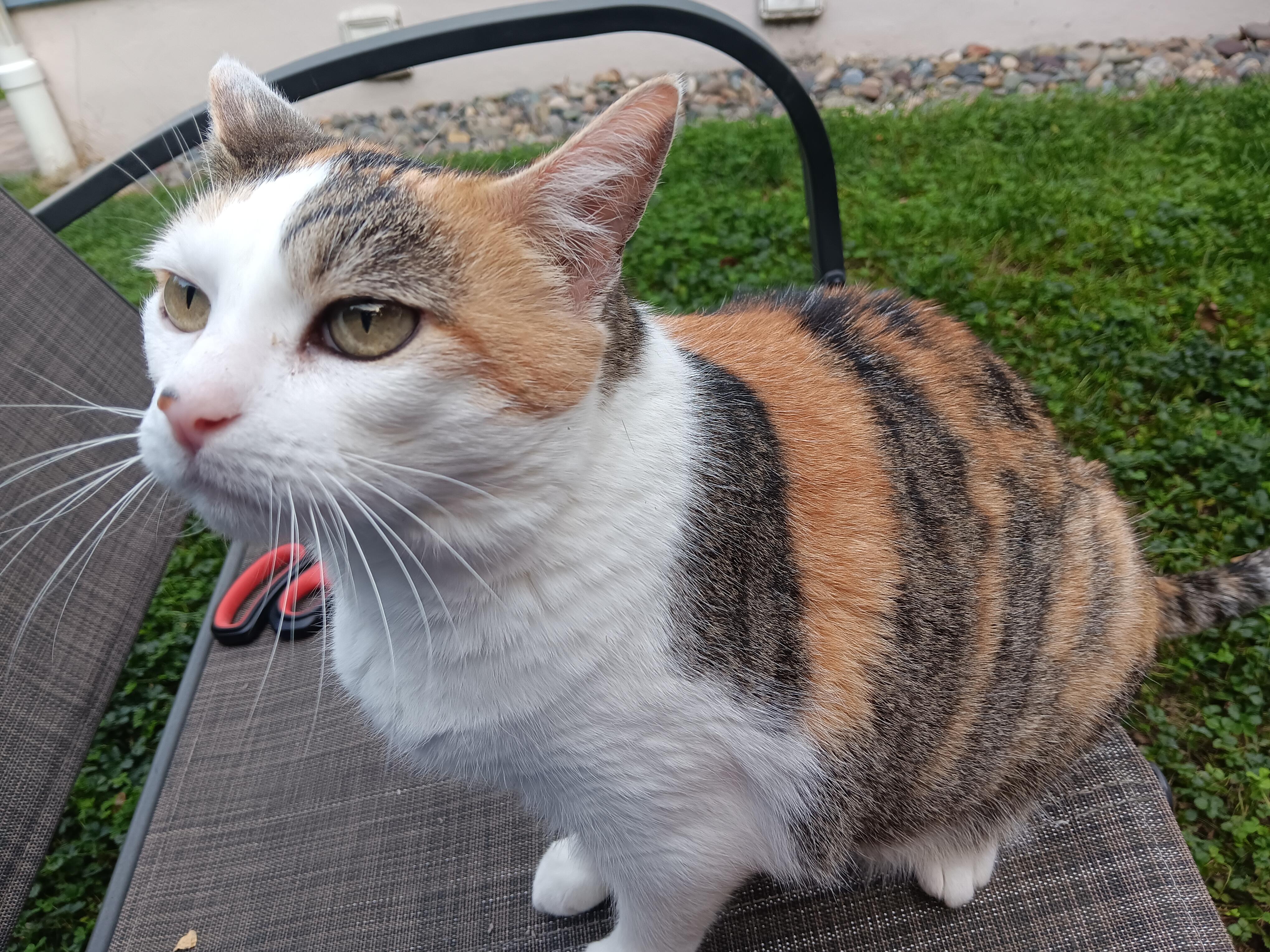 Pamela- Sweet and Ready to Love!, a Adoptable Domestic Short Hair in Colts Neck, NJ image 1/5