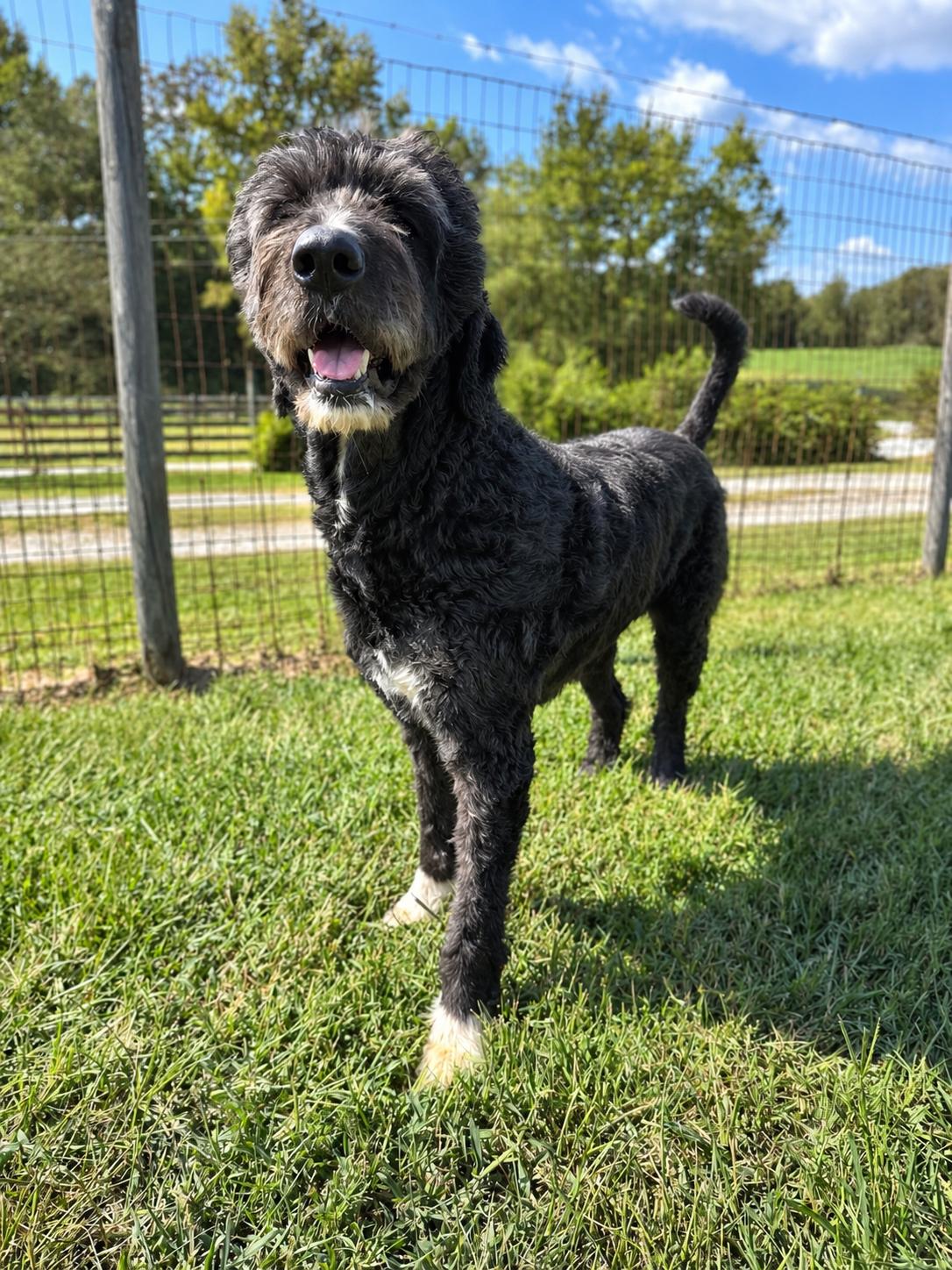 Rose Doodle Jul 26, Adoptable, Adult Female Standard Poodle.