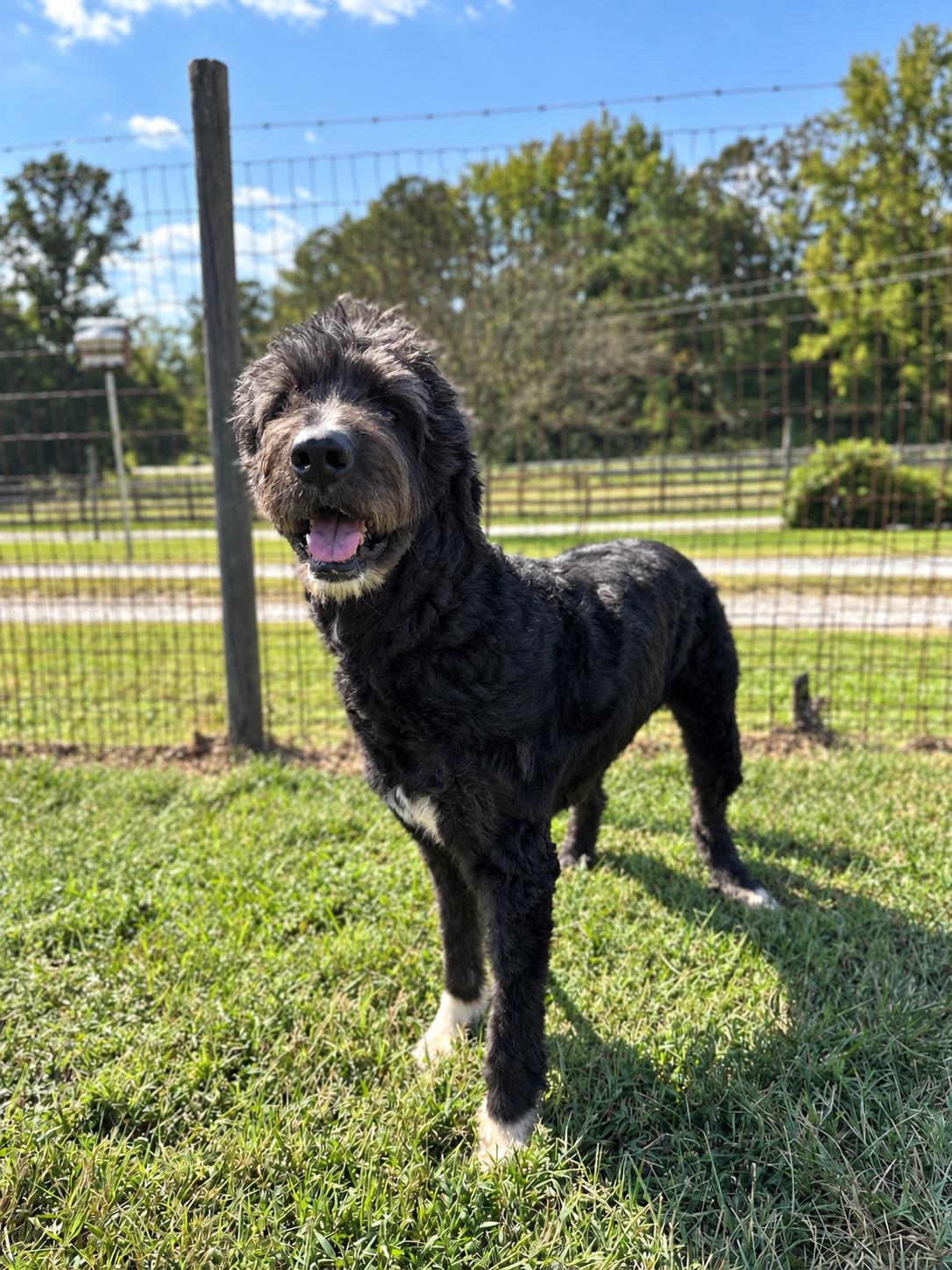 Enlarge Rose Doodle Jul 26, a Adoptable Standard Poodle in Pacolet, SC image 2/3