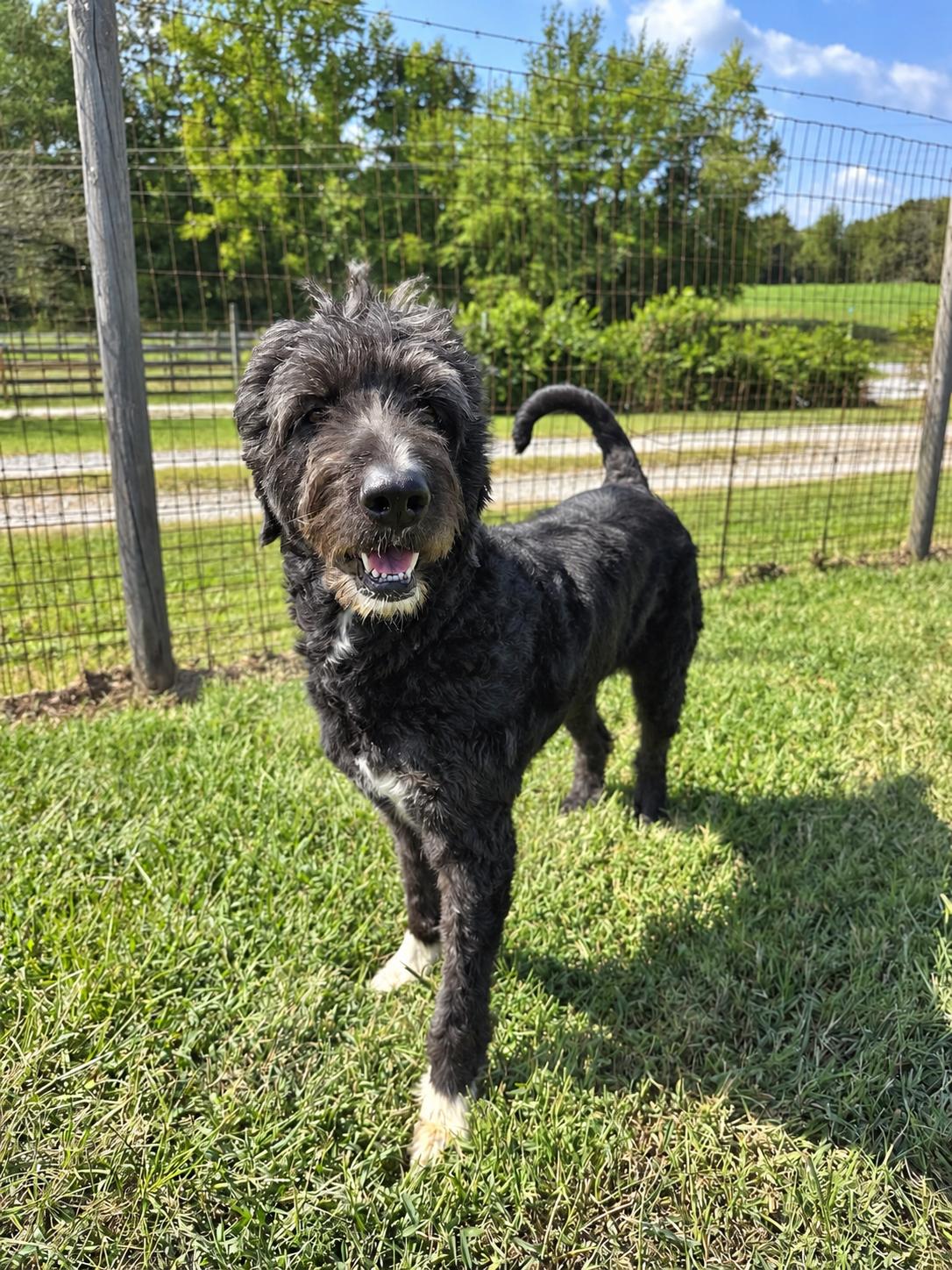 Enlarge Rose Doodle Jul 26, a Adoptable Standard Poodle in Pacolet, SC image 3/3