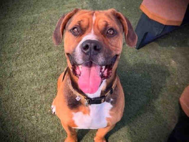 JAVIER, Adoptable, Adult Male Hound.