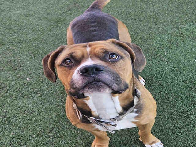 Enlarge JAVIER, a Adoptable mixed breed in Carlsbad, CA image 1/1