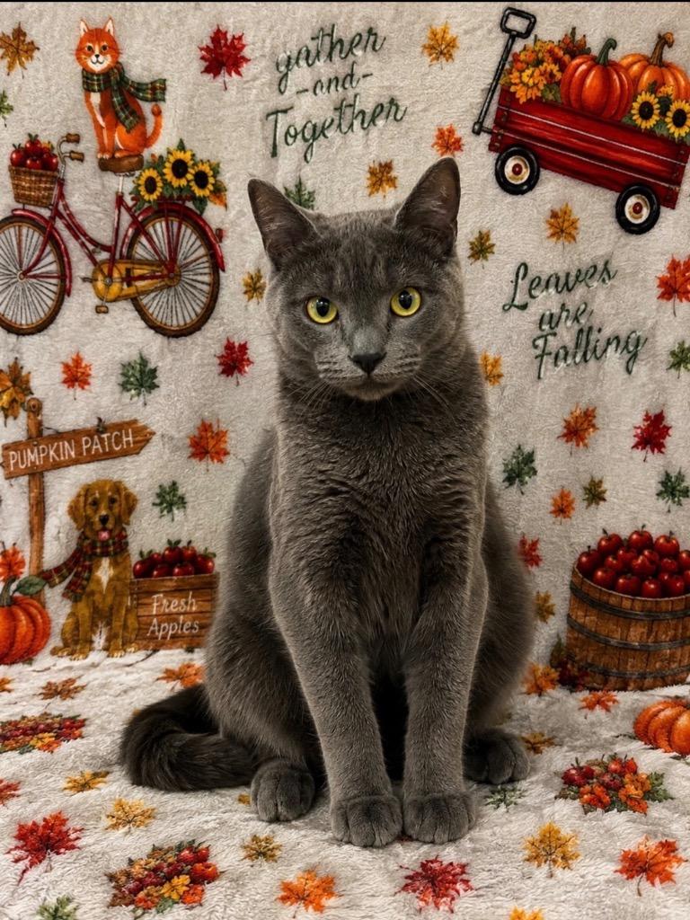 Leroy, Adoptable, Kitten Male Domestic Short Hair.