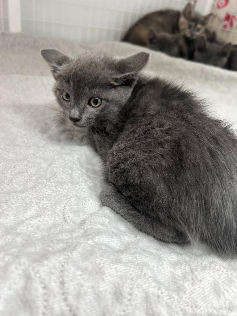 Leroy, Adoptable, Kitten Male Domestic Short Hair.