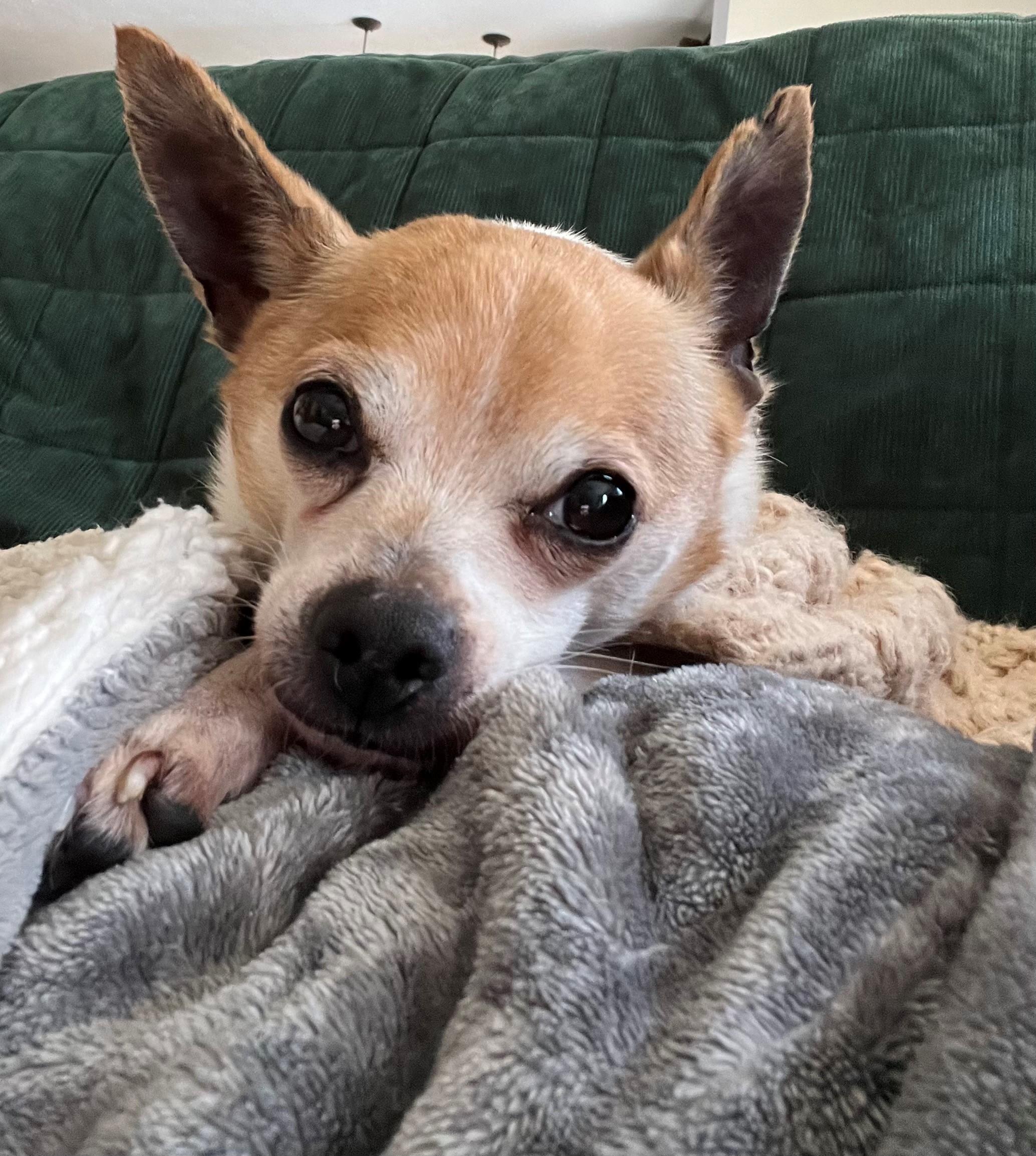 Enlarge Benny, an adopted Chihuahua in Boise, ID image 4/6