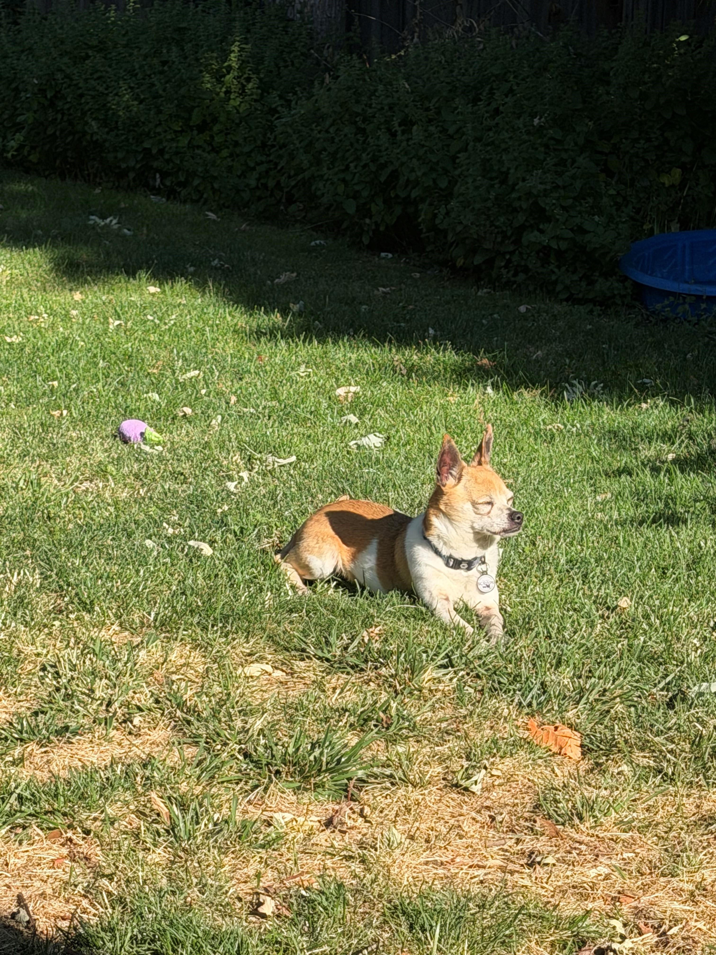 Enlarge Benny, an adopted Chihuahua in Boise, ID image 6/6
