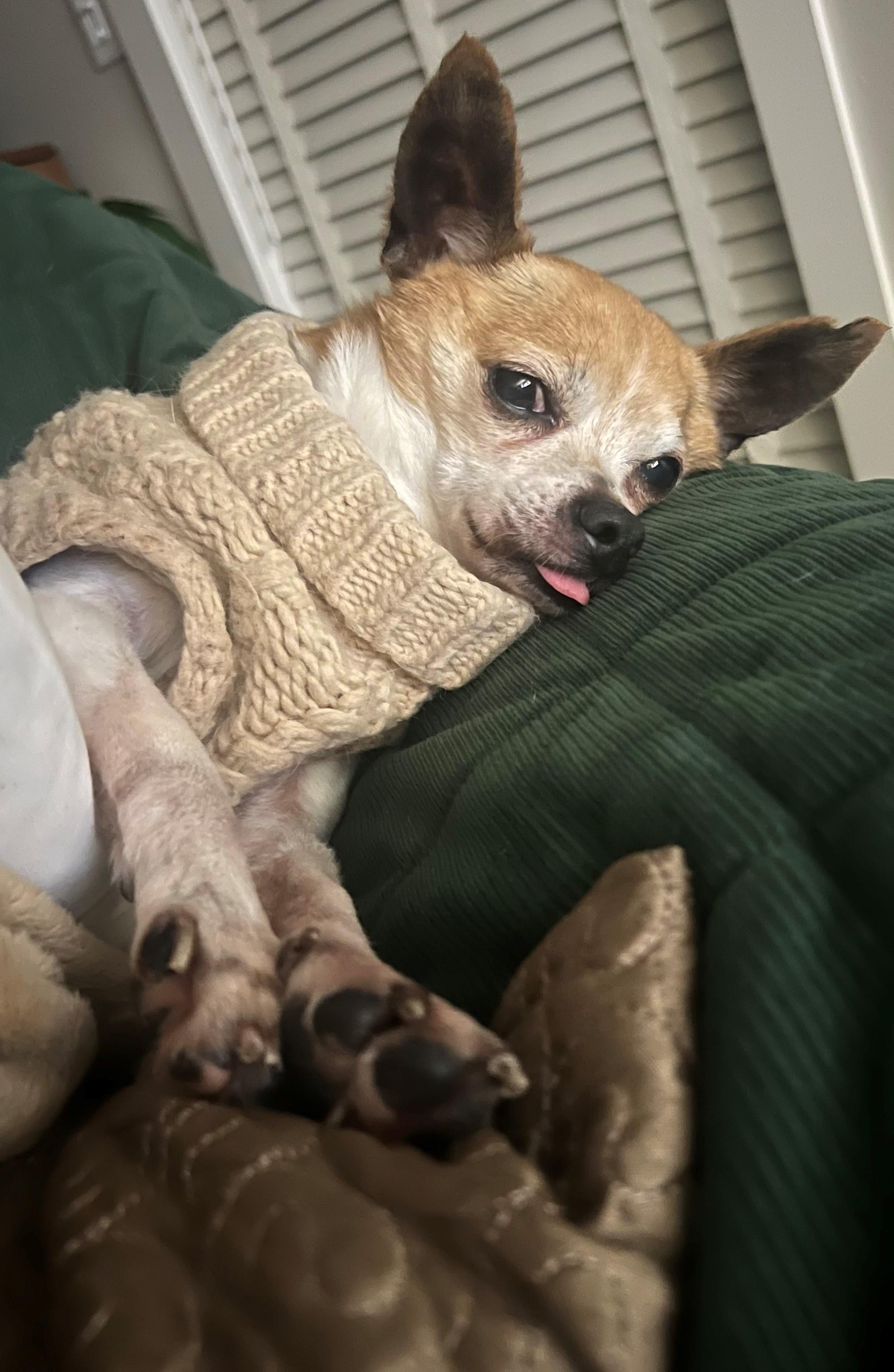 Benny, adopted, Adult Male Chihuahua.