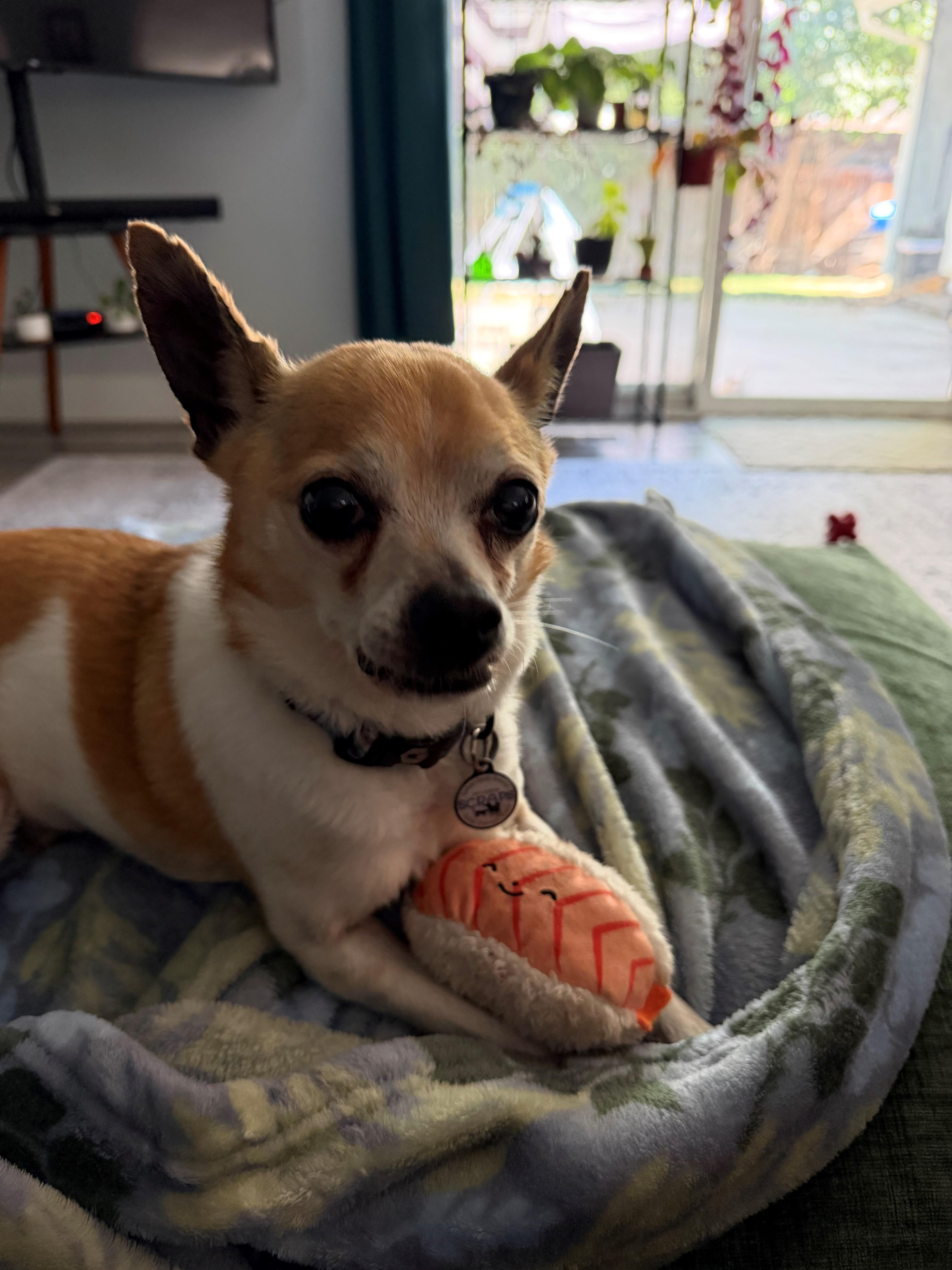 Enlarge Benny, an adopted Chihuahua in Boise, ID image 3/6