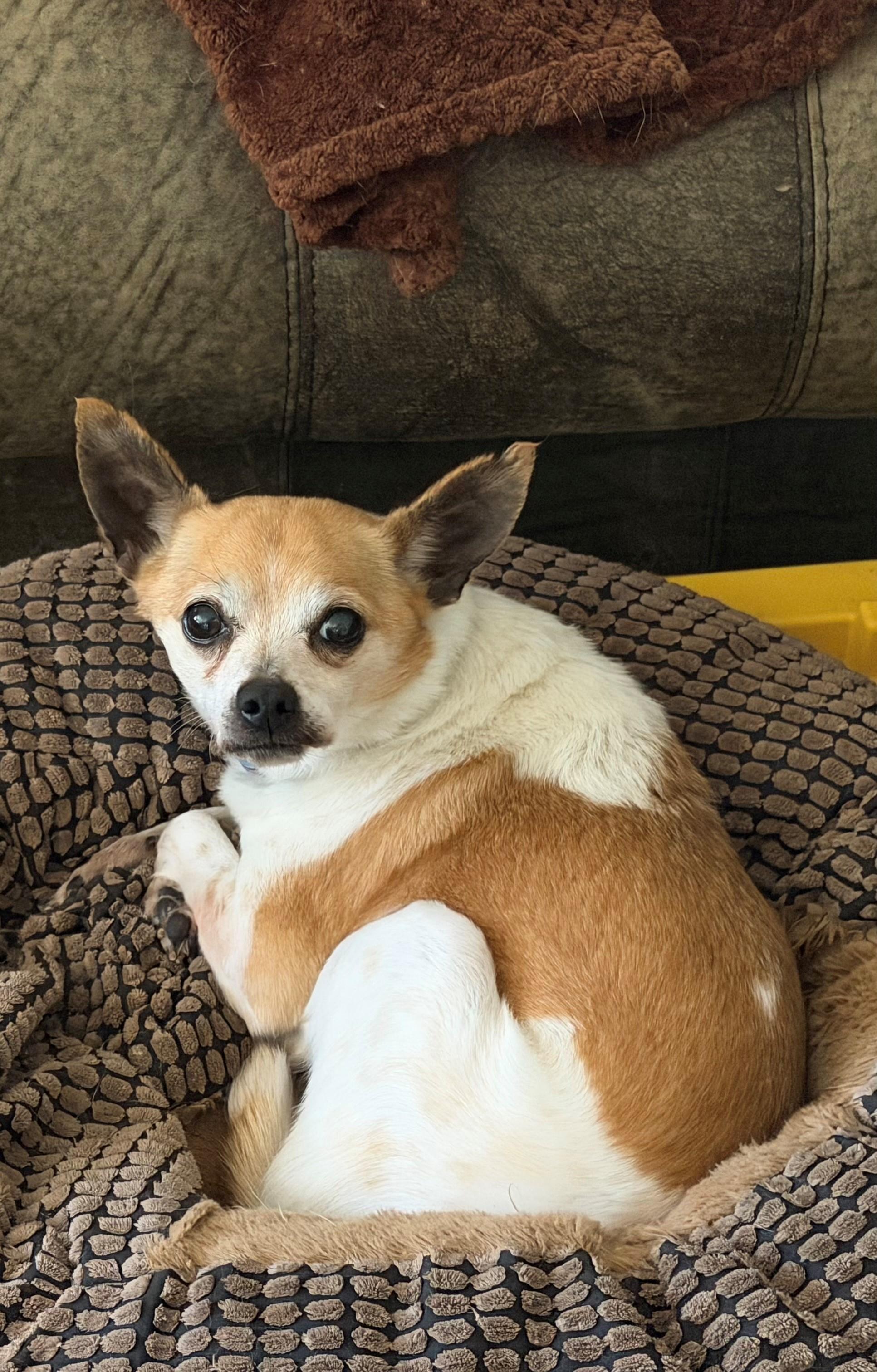 Enlarge Benny, an adopted Chihuahua in Boise, ID image 2/6